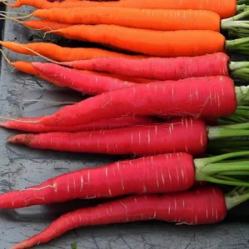 Natural Red Carrot